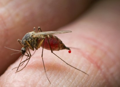 Zika virus in Latin America to spread far and fast