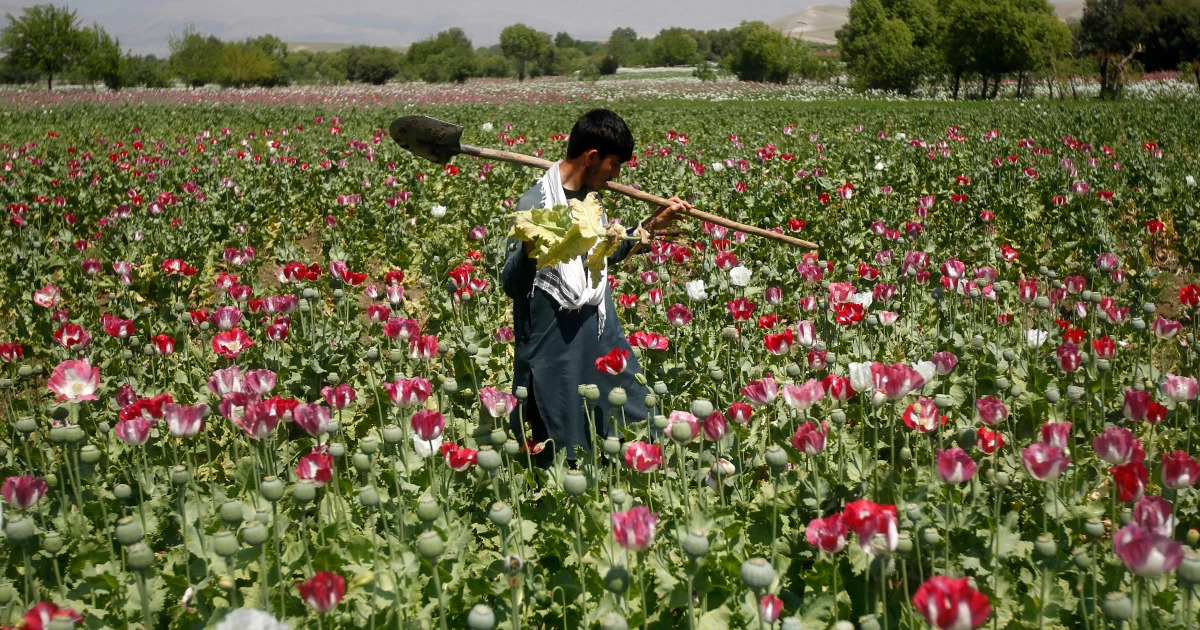 Taliban Move To Ban Opium Production, But Could It Majorly Backfire?