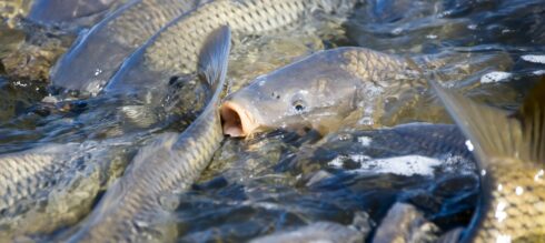Fish Killing Mania: Australia’s War Against the Common Carp